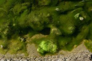 verde algas en acuático ambiente , Patagonia, argentina. foto