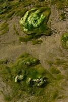 verde algas en acuático ambiente , Patagonia, argentina. foto