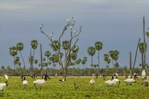 Jabiru Stork, in wetland environment, La Estrella Marsh, Formosa Province, Argentina. photo