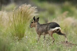 patagón cavi en pampa pradera ambiente, la pampa provincia, , Patagonia , argentina foto