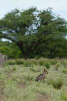 patagón cavi en pampa pradera ambiente, la pampa provincia, , Patagonia , argentina foto