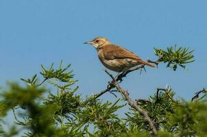 Rufous Hornero , Argentine national Bird, Iber Marshes, Corrientes Province Argentina. photo