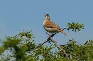 Rufous Hornero , Argentine national Bird, Iber Marshes, Corrientes Province Argentina. photo