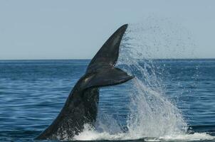 Whale tail fluke, Patagonia, Argentina photo