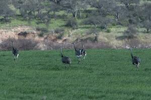 Greater Rhea, Rhea americana, in Pampas coutryside environment, La Pampa province, ,Brazil. photo