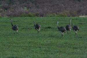 Greater Rhea, Rhea americana, in Pampas coutryside environment, La Pampa province, ,Brazil. photo