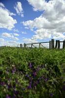 Spring season landscape, La Pampa photo