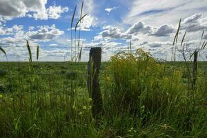 primavera temporada paisaje, la pampa foto