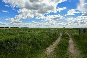 Spring season landscape, La Pampa photo