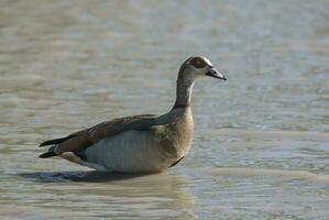 Egyptian goose Alopochen aegyptiaca Kruger National Park, South africa photo