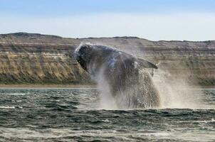 Whale jump , Patagonia photo