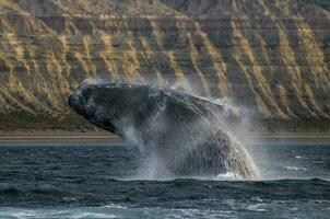 Whale jump , Patagonia photo