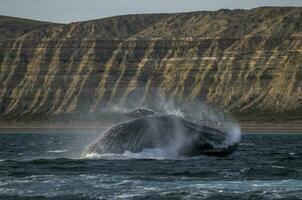 Whale jump , Patagonia photo