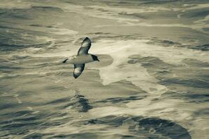 capa petrel, antártico pájaro, antártica foto