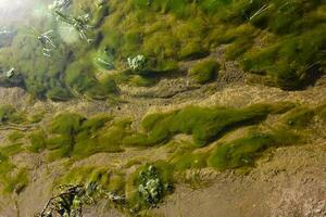 Green algae in aquatic environment , Patagonia, Argentina. photo