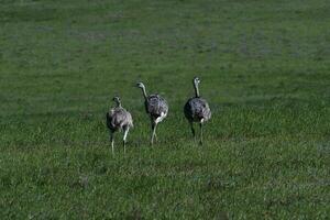 Greater Rhea, Rhea americana, in Pampas coutryside environment, La Pampa province, ,Brazil. photo