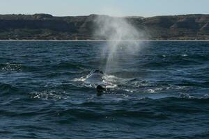 Sohutern Derecha ballenas en el superficie, península Valdés, patagonia,argentina foto