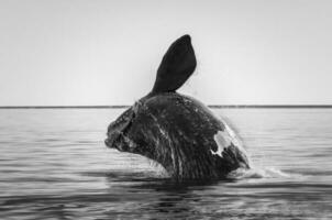 Derecha ballena saltando,península Valdés, Patagonia , argentina foto