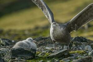 Antartic giant petrel, Hannah Point,Livingston island, South Shetlands , Antrtica photo