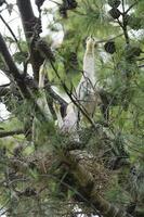 Whistling Heron ,Syrigma sibilatrix , 
Iber Marshes, Corrientes Province, Argentina photo