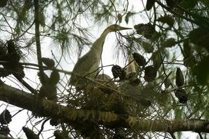 Whistling Heron breeding nest
Iber Marshes, Corrientes Province, Argentina photo