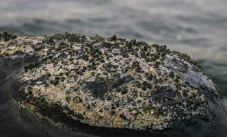 Sohutern right whales in the surface, Peninsula Valdes, Patagonia,Argentina photo