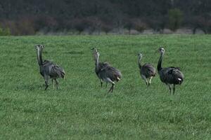 Greater Rhea, Rhea americana, in Pampas coutryside environment, La Pampa province, ,Brazil. photo