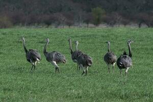 Greater Rhea, Rhea americana, in Pampas coutryside environment, La Pampa province, ,Brazil. photo