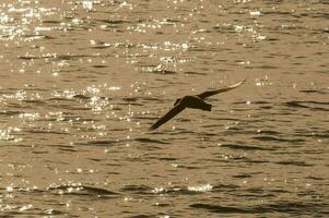 Giant petrel in flight, Peninsula Valdes, Patagonia, Argentina. photo