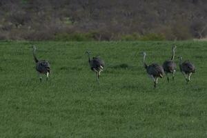 Greater Rhea, Rhea americana, in Pampas coutryside environment, La Pampa province, ,Brazil. photo