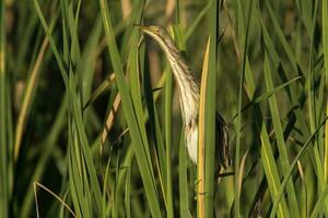 Stripe backed bittern, in reed environment, La Pampa Province, Patagonia, Argentina. photo