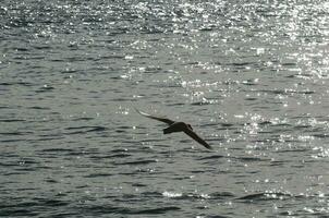 gigante petrel en vuelo, península Valdés, Patagonia, argentina. foto