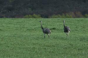 mayor ñandú, ñandú americana, en pampa campo ambiente, la pampa provincia, ,Brasil. foto