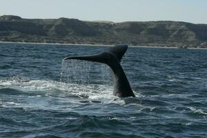 Sohutern right whale tail,Peninsula Valdes, Chubut, Patagonia,Argentina photo