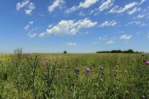 Flowery summer landscape photo