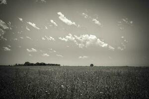 Flowery summer landscape photo