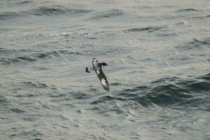 Cape Petrel, Antartic bird, Antrtica photo