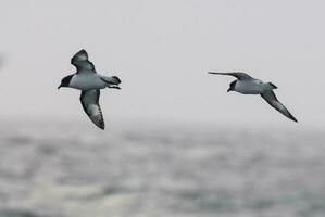 Cape Petrel, Antartic bird, Antrtica photo