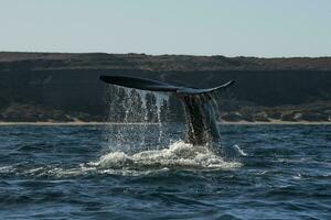 Sohutern Derecha ballena cola, península Valdés, chubut, patagonia,argentina foto