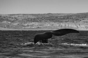 ballena Patagonia argentina foto