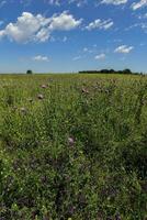 Flowery summer landscape photo