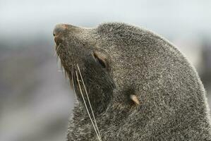 Antarctic fur sealArctophoca gazella, an beach, Antartic peninsula. photo