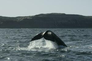 Sohutern Derecha ballena cola, península Valdés, chubut, patagonia,argentina foto