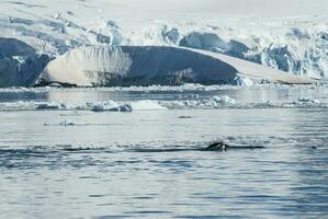 adelie pingüino marsopa,paraiso bahía , antártico península, antártida.. foto