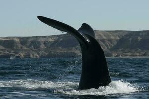 Sohutern right whale tail,Peninsula Valdes, Chubut, Patagonia,Argentina photo