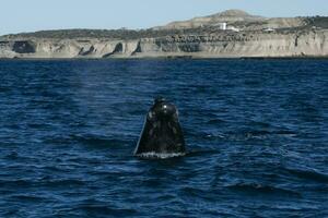 Sohutern Derecha ballenas en el superficie, península Valdés, patagonia,argentina foto