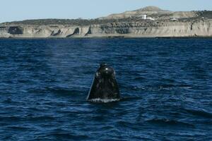 Sohutern right whales in the surface, Peninsula Valdes, Patagonia,Argentina photo