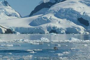 adelie pingüino marsopa,paraiso bahía , antártico península, antártida.. foto