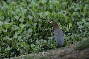 rojizo Tigre garza, tigrisoma lineatum. pantanal, mato asqueroso, Brasil. foto