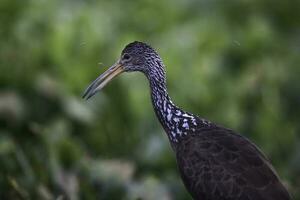 Cara in wetland environment, Aramus guarauna, Pantanal, Mato Grosso, Brazil photo